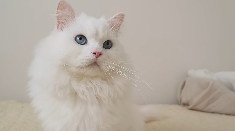 部屋で座る猫