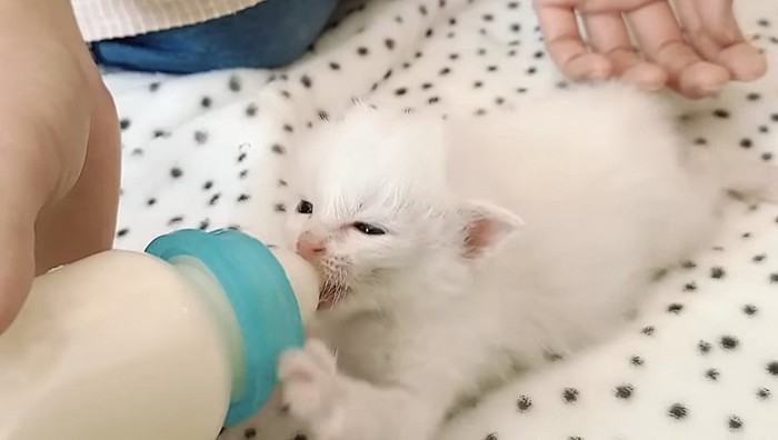 ミルクを飲む白い子猫