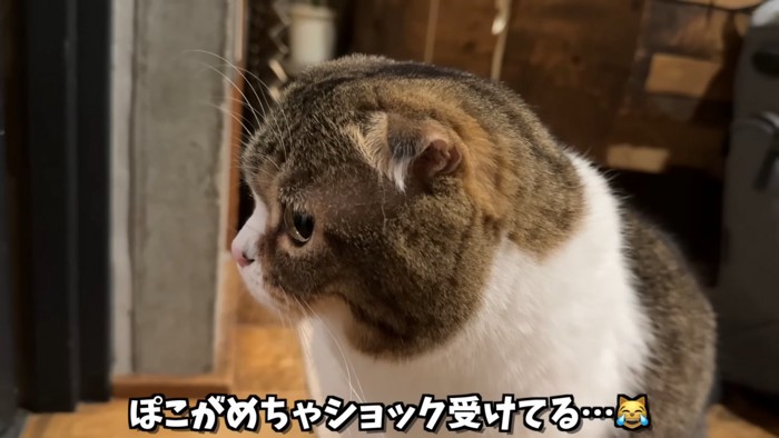 猫の横顔