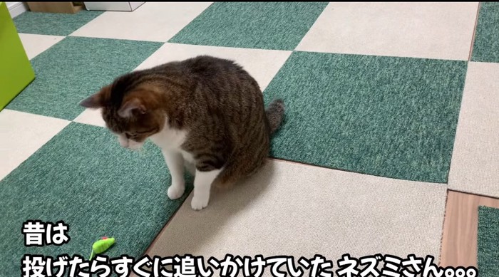 オモチャで遊ぶ猫