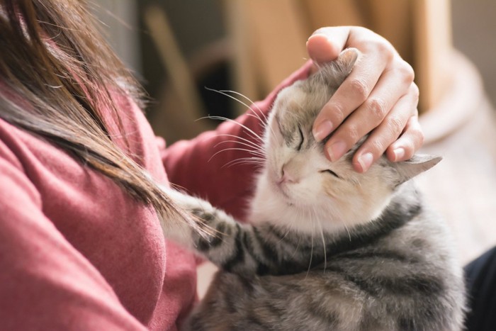 撫でられる猫