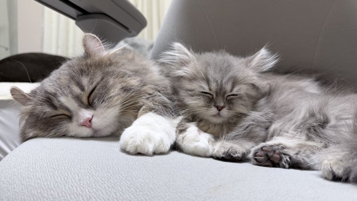 寝ている2匹の猫