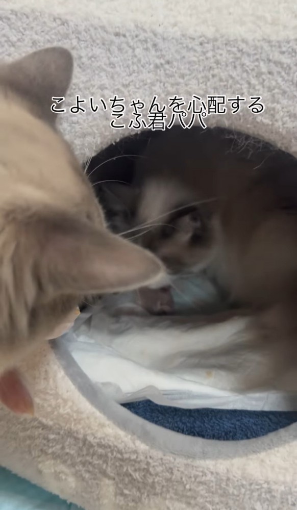 キャットハウスの中を覗く猫