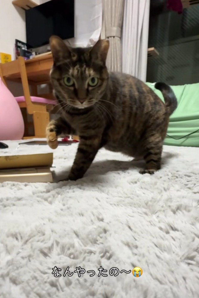 前足をあげてポーズをとる猫