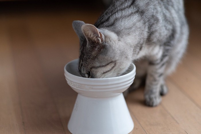 ご飯を食べる猫