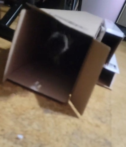 猫のしっぽ