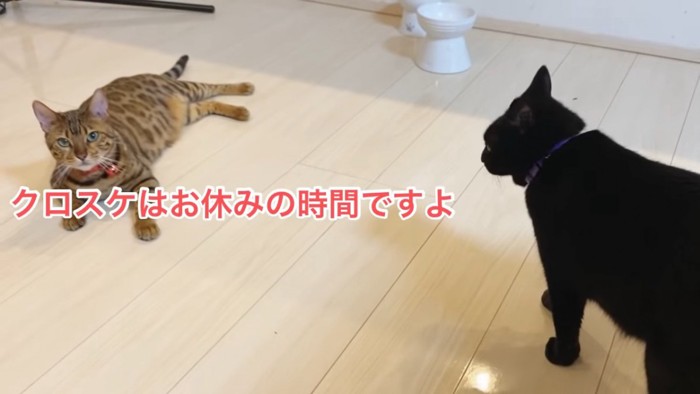 寝そべる猫と隣に立つ黒猫