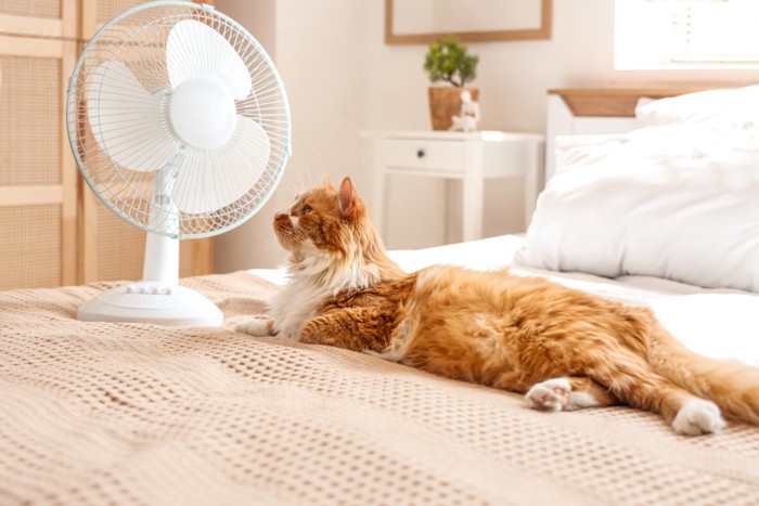 扇風機の前にいる猫