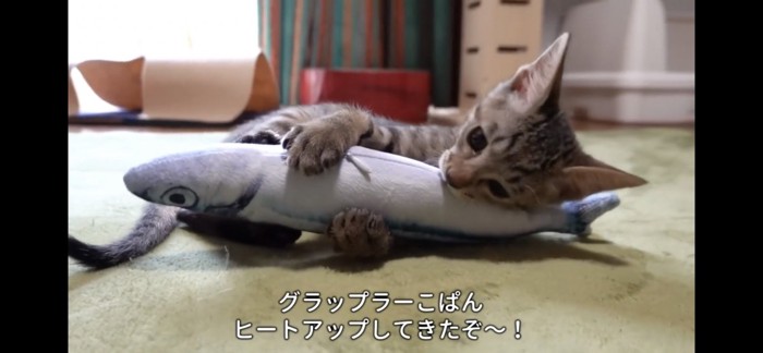 ぬいぐるみを抱え込む子猫