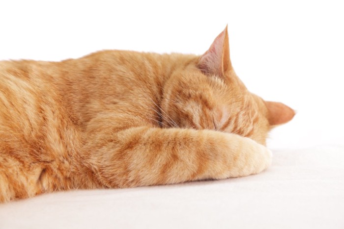 顔を伏せて眠る猫