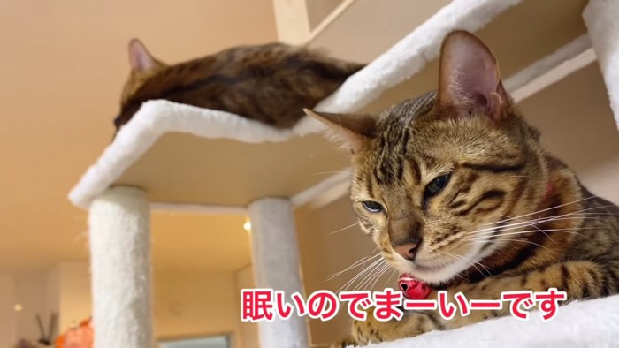 赤い首輪の猫