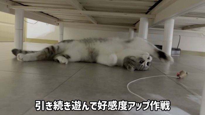 転がる猫