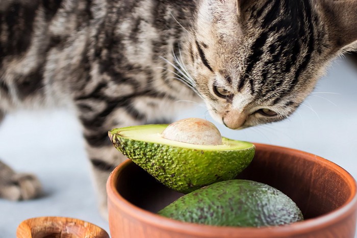 アボカドジュースを作る飼い主と猫