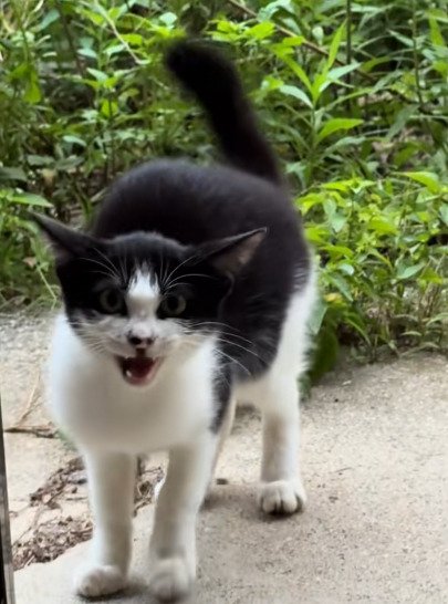 庭先で鳴く子猫