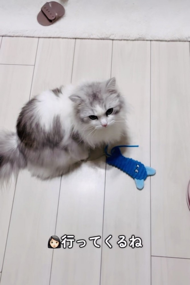 おもちゃで遊ぶミヌエット