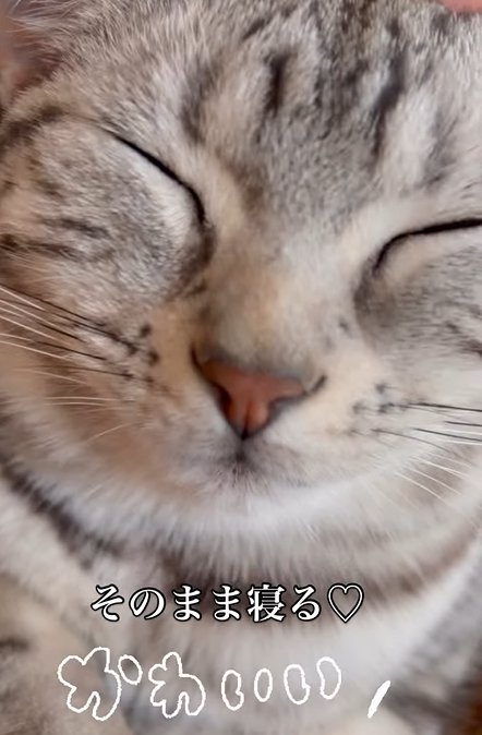 目を瞑る猫(そのまま寝る♡かわいい)