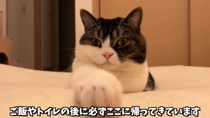 前足を伸ばす猫