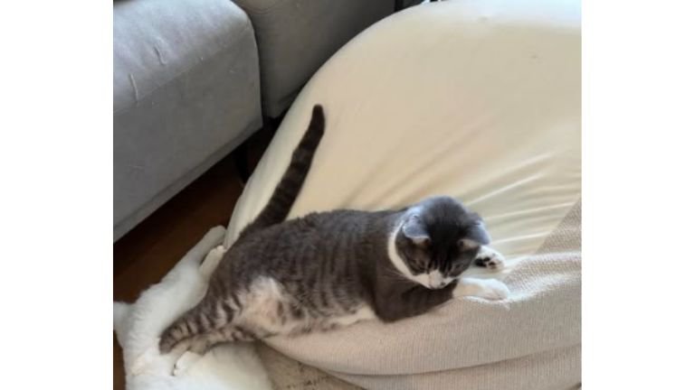 クッションと猫