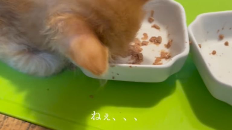 ごはんを食べている子猫