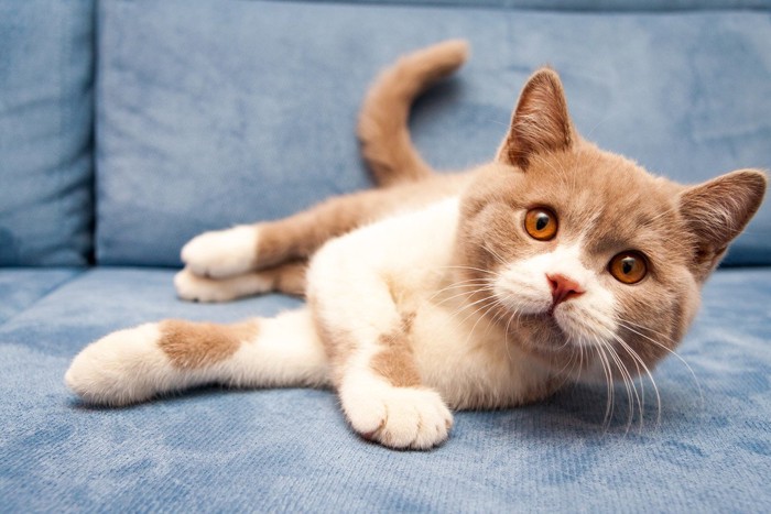 名前に反応する猫