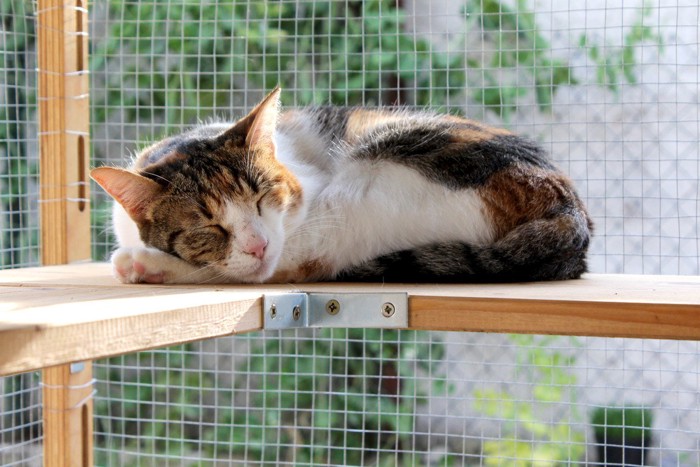 ケージで寝る猫