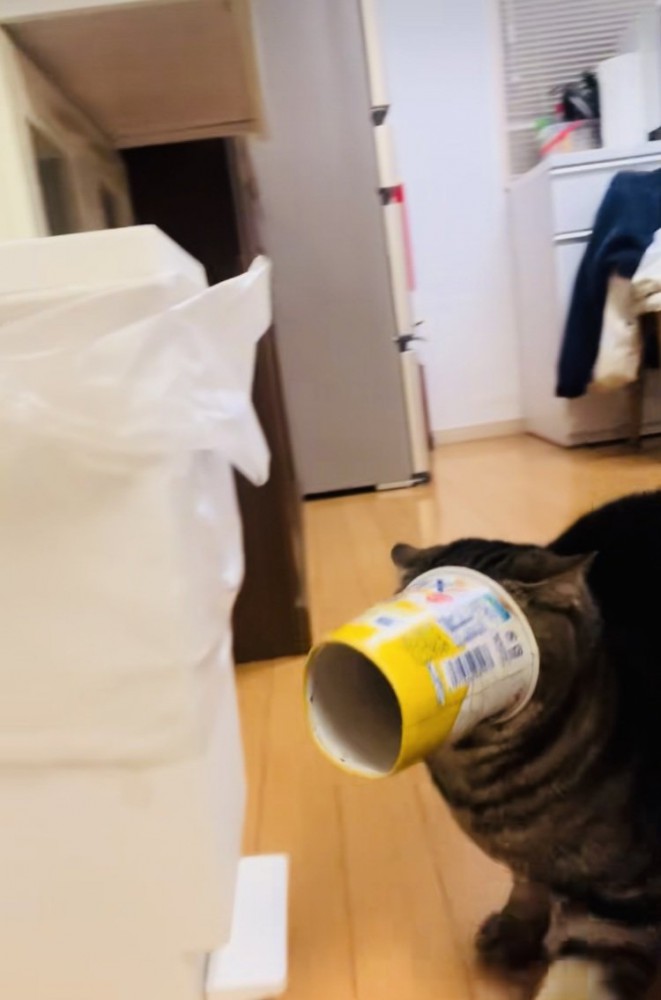 容器から顔が抜けなくなって後退りするアメリカンショートヘア