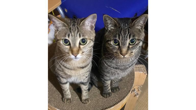 2匹の猫