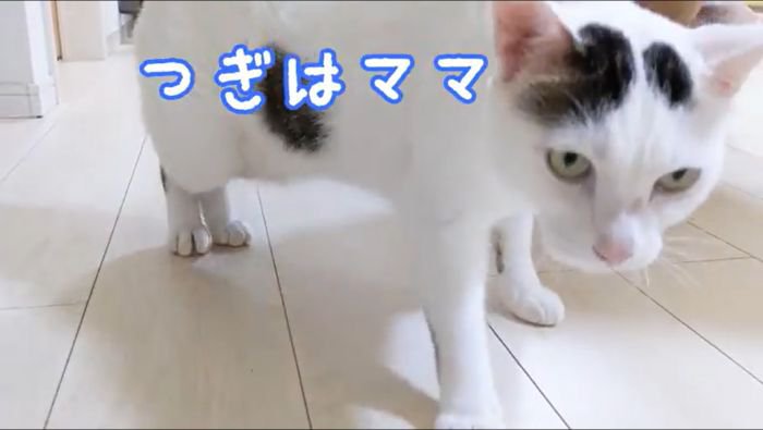 ママにも甘えるチロくん