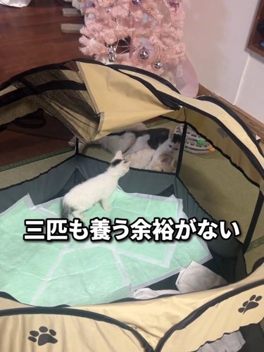 ケージの中にいる子猫