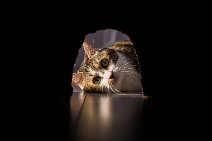 ネズミの隠れた穴をのぞく猫