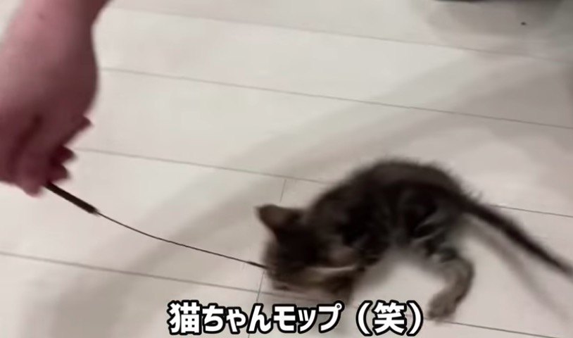 猫モップ