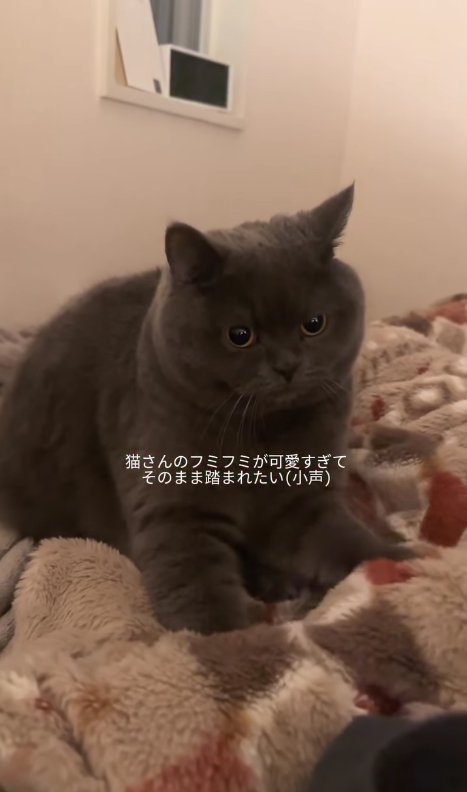 毛布の上でふみふみしている猫