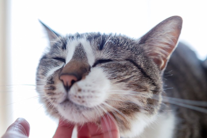 気持ち良さそうに顎の下を撫でられる猫