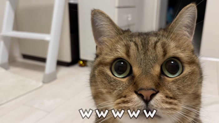 猫の顔のアップ
