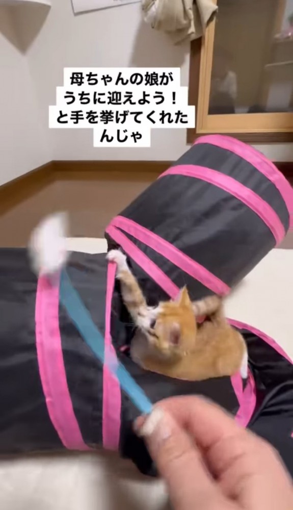 猫じゃらしに飛びつく子猫