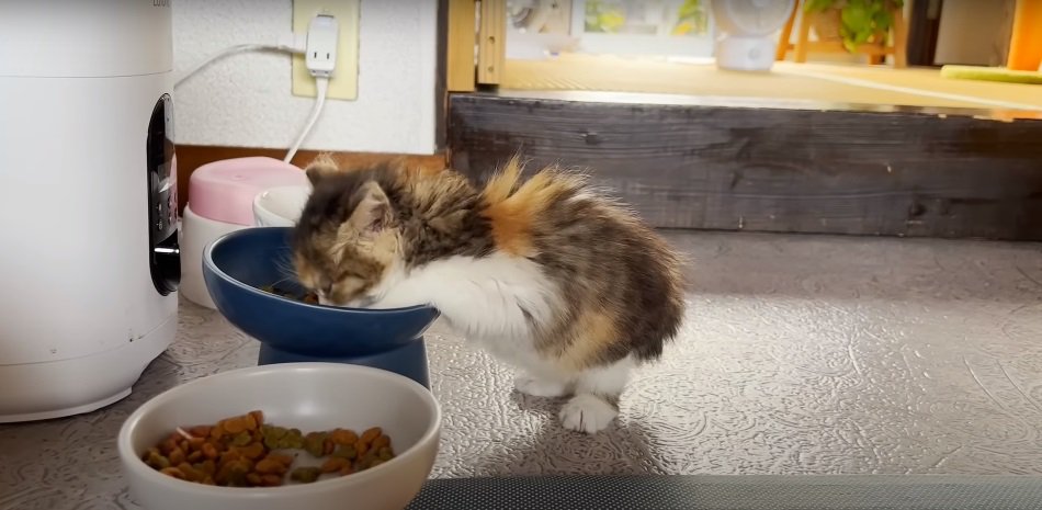 ご飯を食べる子猫