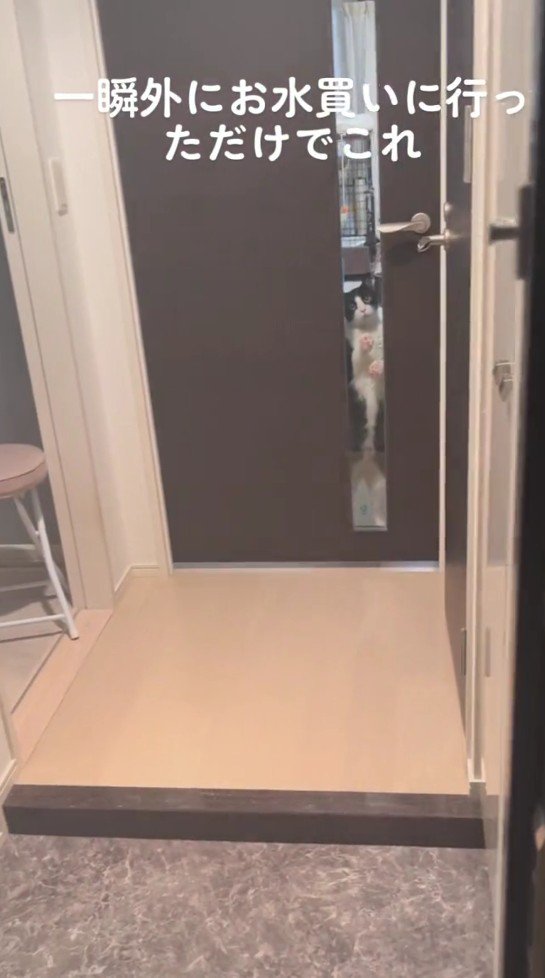 ドアの向こうの猫
