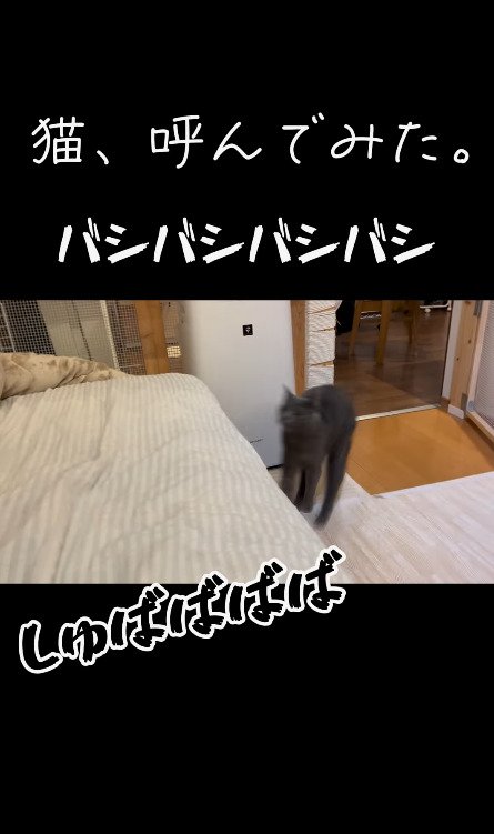 猛ダッシュで寄ってくる猫