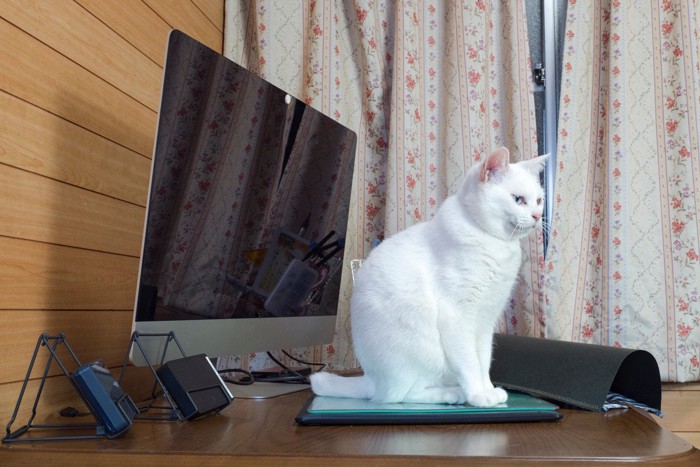 パソコンを占拠する猫