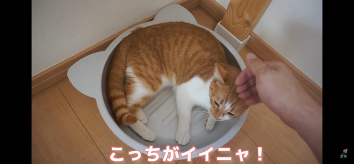 猫鍋