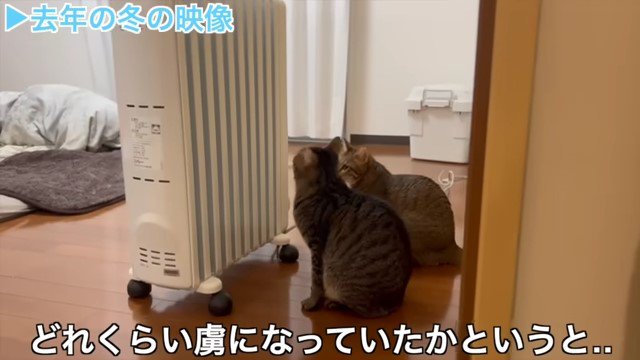 オイルヒーターの前の2匹の猫2