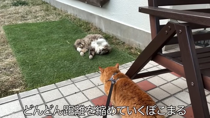 寝そべる猫