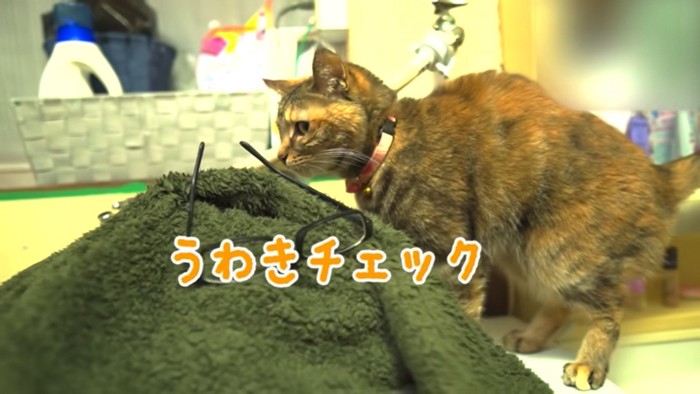 飼い主さんの上着を嗅ぐ猫