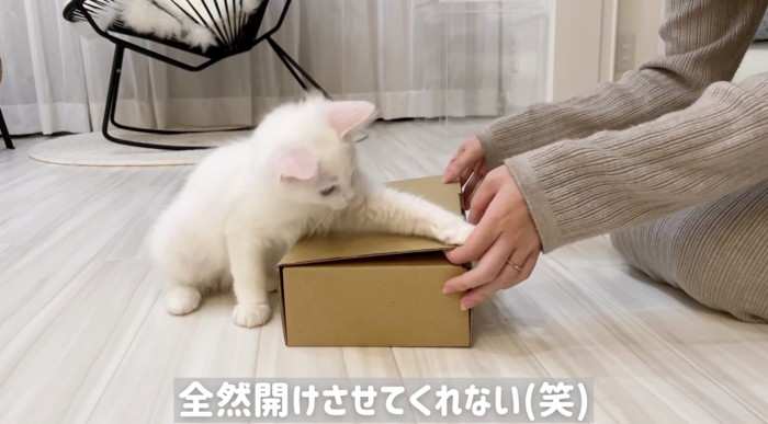 開けるのを阻止するまおまお