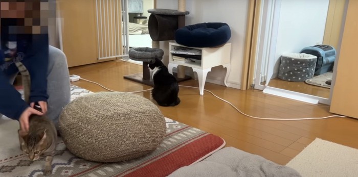 撫でられるキジトラ