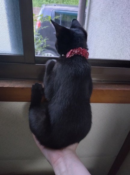 飼い主の手に乗っている黒猫