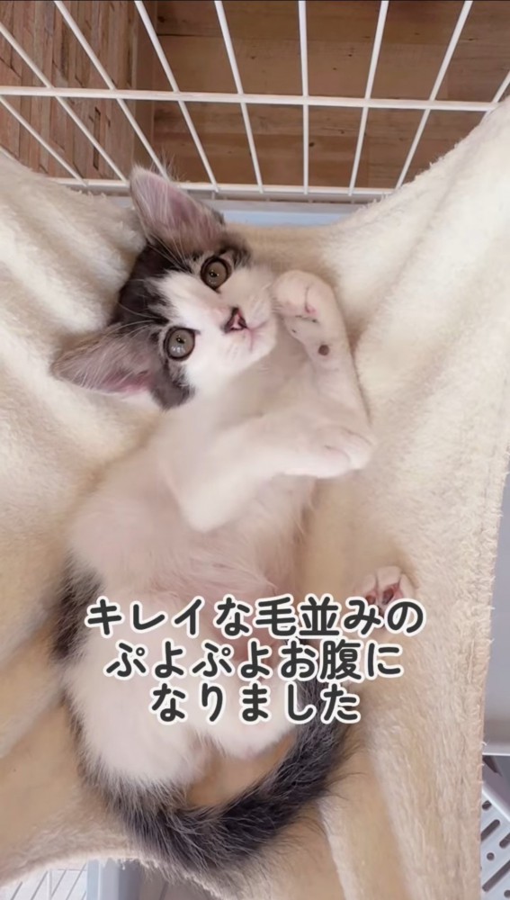 ハンモックで前足を伸ばす子猫