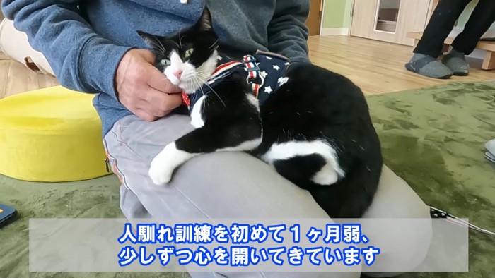 人の膝の上に乗る猫