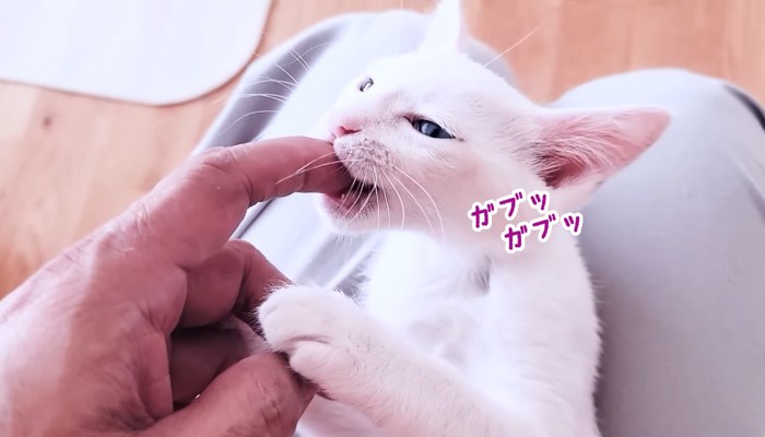 ガブッガブッ