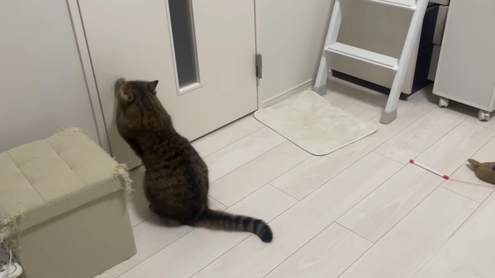扉を見る猫